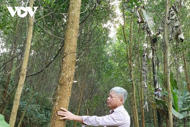 Thăm bản “triệu phú” trồng rừng ở Bắc Cạn (07/02/2022)