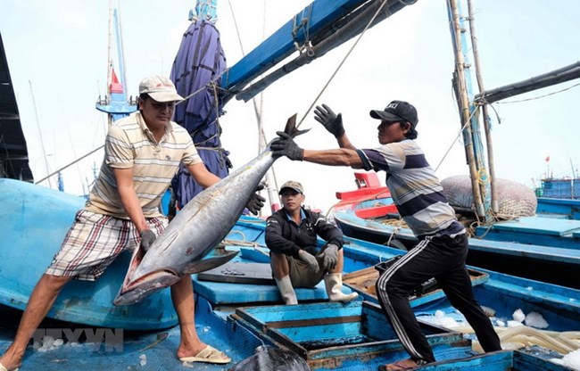 Dự kiến trong quý I, Ủy ban Châu Âu (EC) sẽ kiểm tra việc khắc phục “thẻ vàng” thủy sản của Việt Nam (6/1/2022)