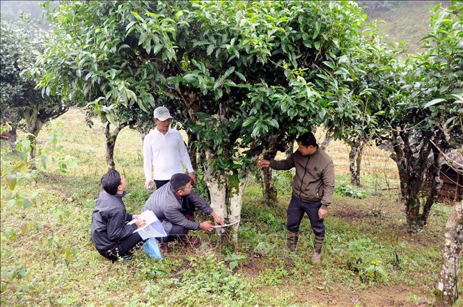 Chè cổ thụ ở Sơn La vừa được công nhận “cây di sản VN” (12/2/2022)