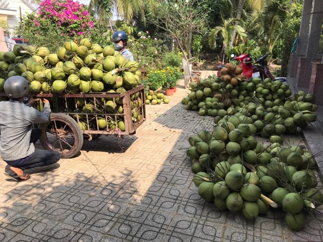 Tiền Giang: Nước ngọt dồi dào, nhiều loại trái cây trúng mùa hút hàng, tăng giá (19/3/2022)