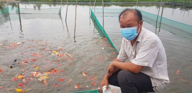 Thành phố Hồ Chí Minh: Nông dân Bình Lợi, Bình Chánh đổi đời nhờ nuôi cá Koi (16/03/2022)