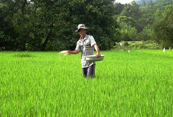 Nông dân ứng phó với bão giá phân bón (14/03/2022)