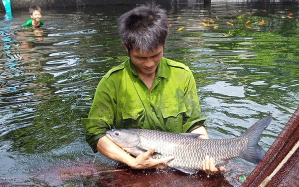 Chàng kỹ sư rời phố về quê nuôi cá kiếm thu nhập trăm triệu (10/3/2022)