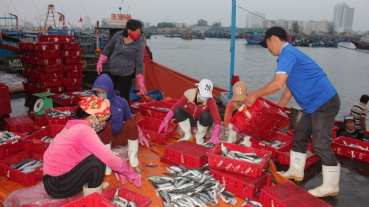 Xăng dầu tăng giá, ngư dân Đà Nẵng vẫn bám biển vươn khơi |(01+02/03/2022)