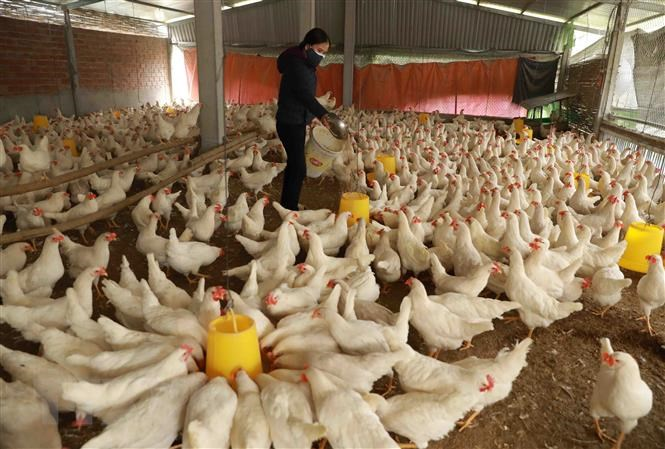 Hơn 3.700 lượt cơ sở, vùng chăn nuôi an toàn dịch bệnh (21/3/2022)