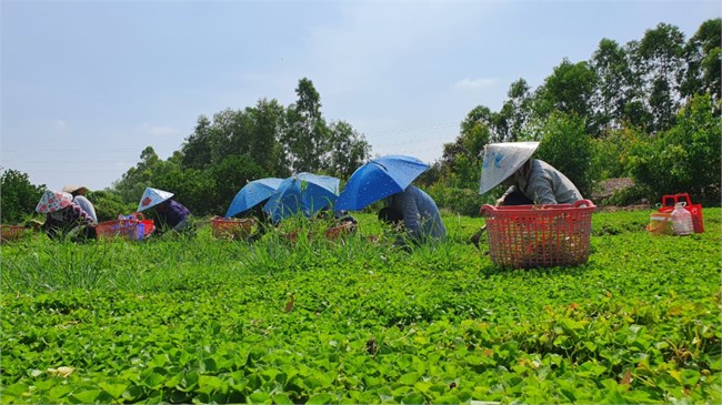 Long An giúp nông dân thay đổi tư duy sản xuất qua mô hình trồng rau má VietGap (14/4/2022)