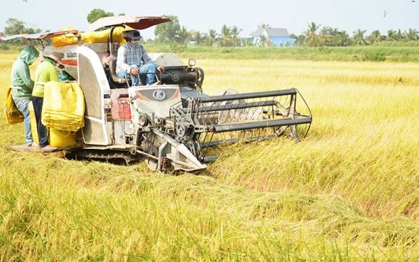 Kiên Giang: góp vốn xoay vòng theo vụ lúa – giúp nhau thoát nghèo ở vùng biên (22/4/2022)