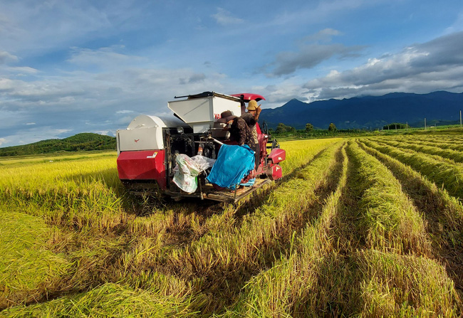 Đắk Lắk nâng cao giá trị lúa gạo theo hướng khác biệt (15/4/2022)