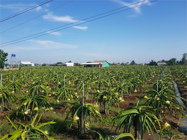 Tiền Giang: Thanh long tăng giá trở lại, nhà vườn ngưng phá bỏ vườn cây (19/6/2022)