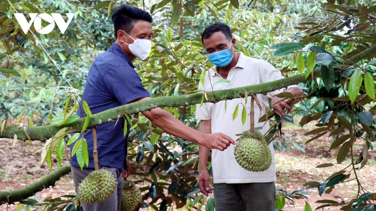 Tây Nguyên: Nông dân liên kết doanh nghiệp đưa nông sản ra thế giới (10/06/2022)