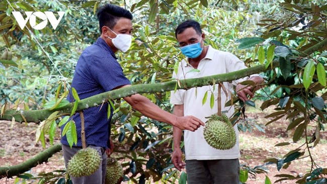 Tây Nguyên: Nông dân liên kết doanh nghiệp đưa nông sản ra thế giới (10/06/2022)