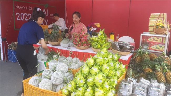 Tiền Giang: Trái thanh long vỏ vàng ruột trắng giá cao, nhà vườn mở rộng 
 diện tích (11/6/2022)