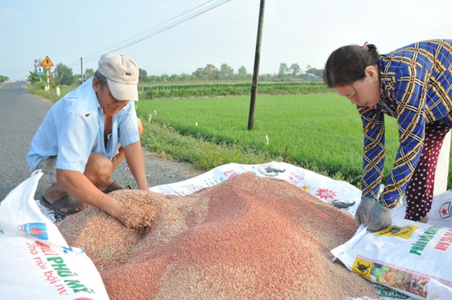 THỜI SỰ 21H30 ĐÊM 06/6/2022: Nhiều nông dân ở tỉnh Vĩnh Long bỏ vụ hè thu do giá phân bón và vật tư nông nghiệp tăng cao 