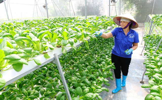 Nông nghiệp Hà Nội tăng trưởng ấn tượng (12/7/2022)
