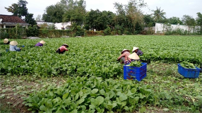 Nhà vườn trồng rau sạch ở TP. Hồ Chí Minh khó từ đầu vào đến đầu ra (31/7/2022)