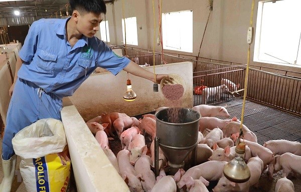 Giá nguyên liệu thức ăn chăn nuôi những tháng cuối năm vẫn ở mức cao (14/07/2022)