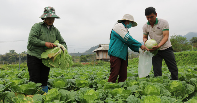 Nông dân ở Mộc Châu, Sơn La trồng rau màu trái mùa một vụ, lãi cả năm (22/7/2022)