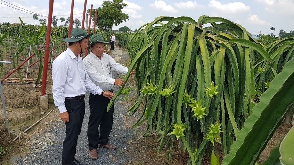 Chưa hết khổ vì ế ẩm, nông dân lo thua thiệt vì tranh chấp giống thanh long (12/07/2022)