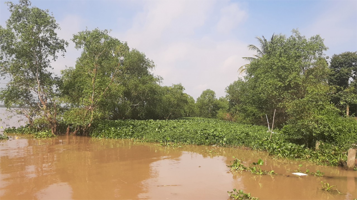 Tiền Giang: Trồng lục bình chắn sóng ven sông rạch giúp phòng chống sạt lở hiệu quả (14/8/2022)