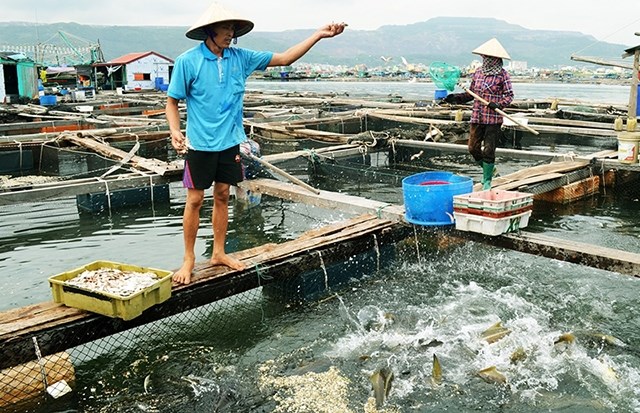 Giải pháp liên kết, phòng trị bệnh cho thủy sản theo chuỗi (18/08/2022)