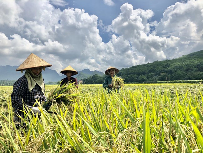 Niềm vui được mùa, được giá của nông dân ở Tây Nguyên (29/8/2022)