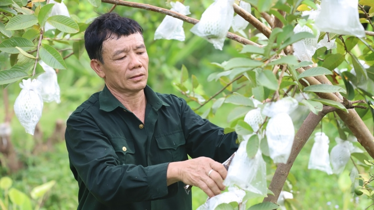 Cựu chiến binh vùng cao tỉnh Bắc Kạn làm giàu từ sản phẩm OCOP (08/8/2022)