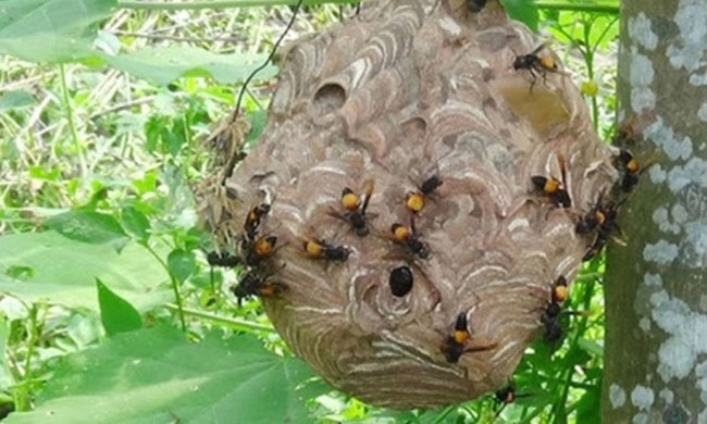 Ong vò vẽ: Thưởng thức hình ảnh về ong vò vẽ với sự đa dạng về màu sắc và hình dạng, và khám phá thế giới độc đáo của chúng.