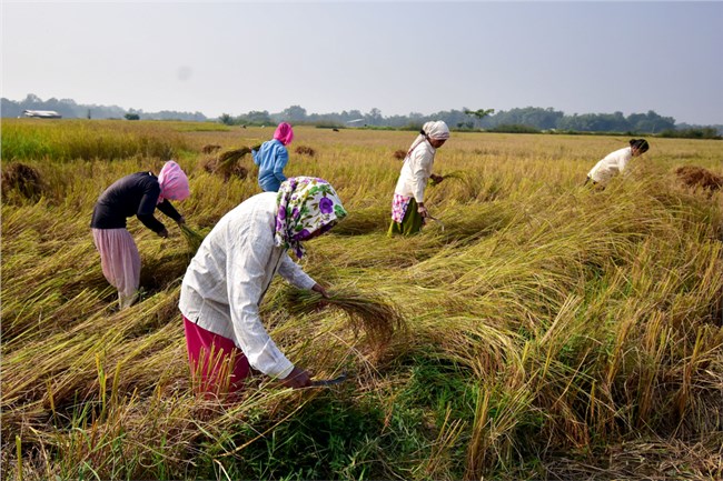 Một triệu tấn gạo ùn ứ tại các cảng của Ấn Độ sau quyết định cấm xuất khẩu (13/9/2022)