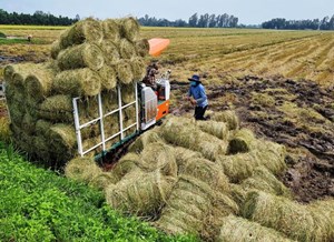 Tái tạo phế phụ phẩm trong nông nghiệp: Hiệu quả về kinh tế và môi trường (03/10/2022)