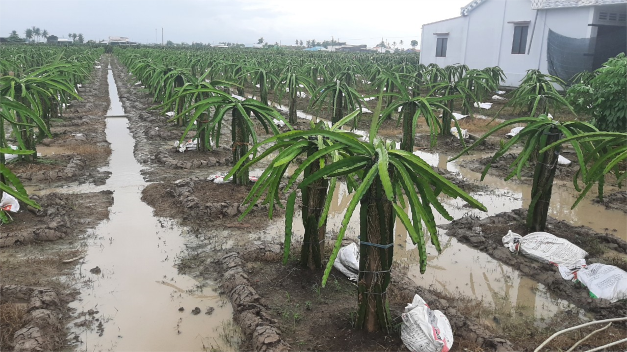   Tiền Giang khẩn trương chống ngập úng do mưa to kéo dài (07/9/2022)