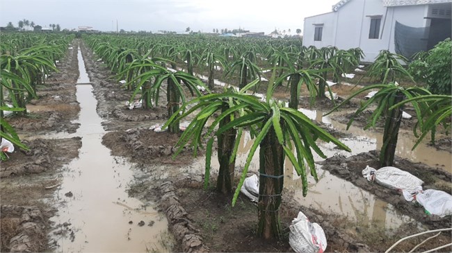   Tiền Giang khẩn trương chống ngập úng do mưa to kéo dài (07/9/2022)