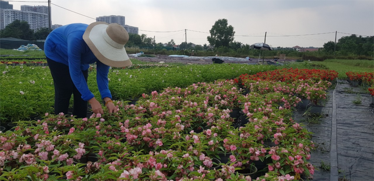 TP HCM: Người trồng hoa Tết lo mất Tết vì mưa trái mùa (10/1/2023)