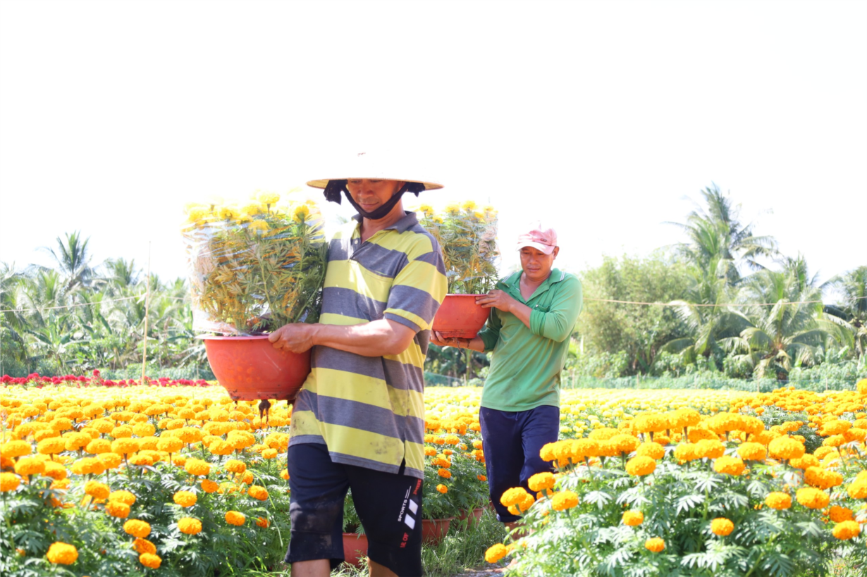 Cần Thơ: “Hoa Xuân lạ” hút hàng dịp Tết (20/1/2023)