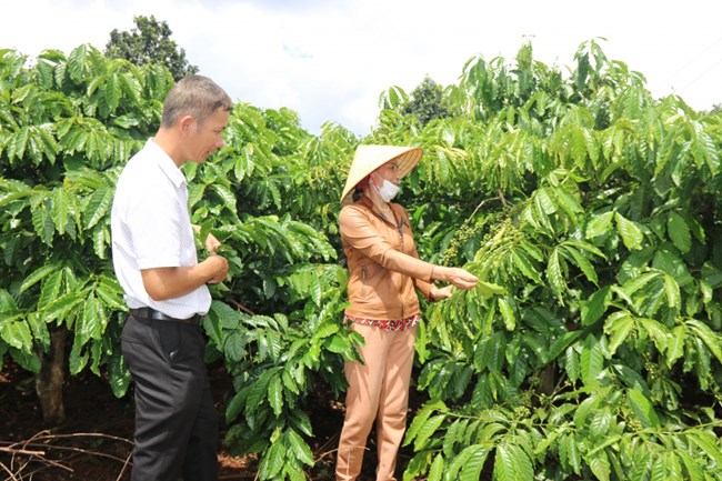 Đắk Lắk phát triển cà phê bền vững từ chuỗi liên kết (28/10/2023)