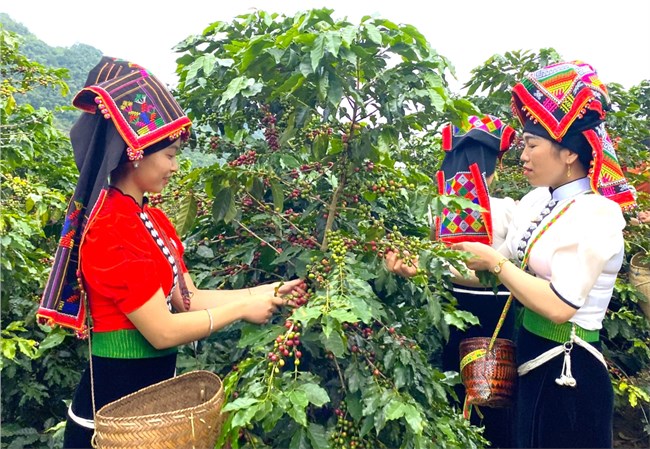 Cà phê Arabica Sơn La – Hương vị núi rừng Tây Bắc (18/10/2023)