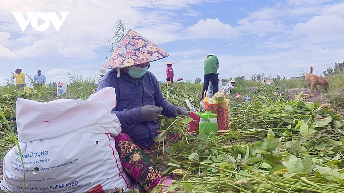 Mô hình liên kết trồng đậu nành rau trên đất lúa 3 vụ cho hiệu quả cao ở tỉnh Đồng Tháp (18/10/2023)