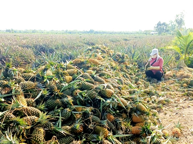 Tiền Giang: Giá khóm đạt kỉ lục, nông dân vùng Đồng Tháp Mười phấn khởi (12/10/2023)