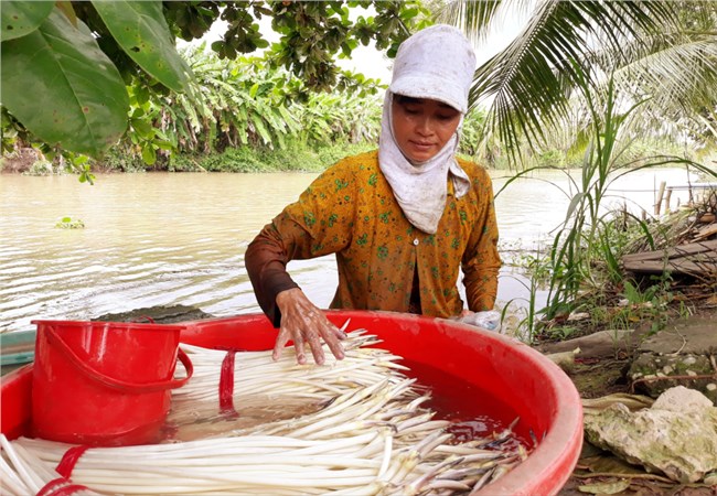 Nhiều mô hình kinh tế hiệu quả của phụ nữ Khmer Sóc Trăng (19/10/2023)