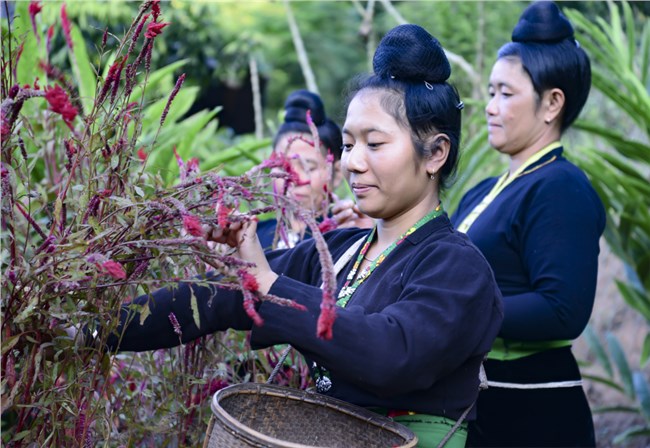 Độc đáo Tết hoa mào gà của người Cống tỉnh Điện Biên (1/11/2023)