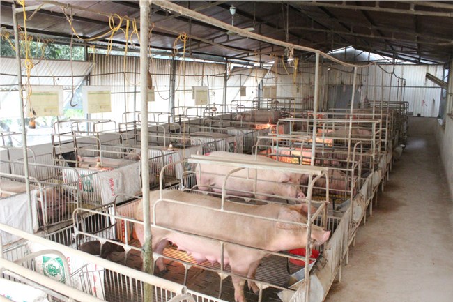 Sơn La chủ động phòng chống rét cho đàn vật nuôi (15/11/2023)
