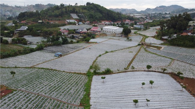 Nông dân Sơn La thu tiền tỷ từ trồng dâu tây (24/11/2023)
