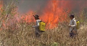 Bolivia: Cháy rừng hoành hành – chạy đua với thời gian cứu động vật (26/11/2023)