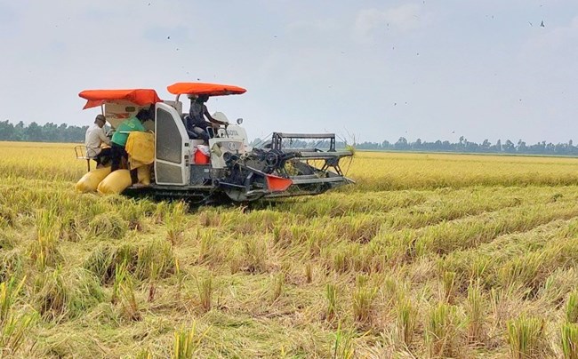 Công nghệ sau thu hoạch mang đến giải pháp tối ưu nâng cao giá trị hạt gạo Việt  (11/11/2023)
