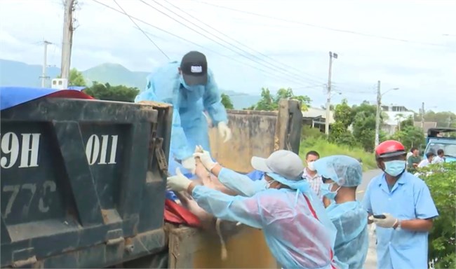 Khánh Hòa: Dịch tả lợn Châu Phi bùng phát trở lại (08/11/2023)