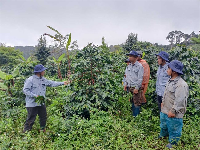 Trăn trở với cây cà phê xứ lạnh ở Kon Tum (28/11/2023)
