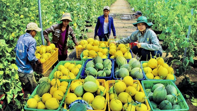 Nông dân Bình Dương cần hỗ trợ để không “quay lưng” với sản xuất (03/12/2023)