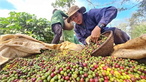 Người trồng, kinh doanh cà phê Đắk Lắk mua – bán cầm chừng tránh rủi ro biến động giá (29/12/2023)