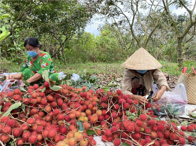 Bến Tre: Trái chôm chôm được cấp chứng nhận đăng ký chỉ dẫn địa lý. (11/12/2023)