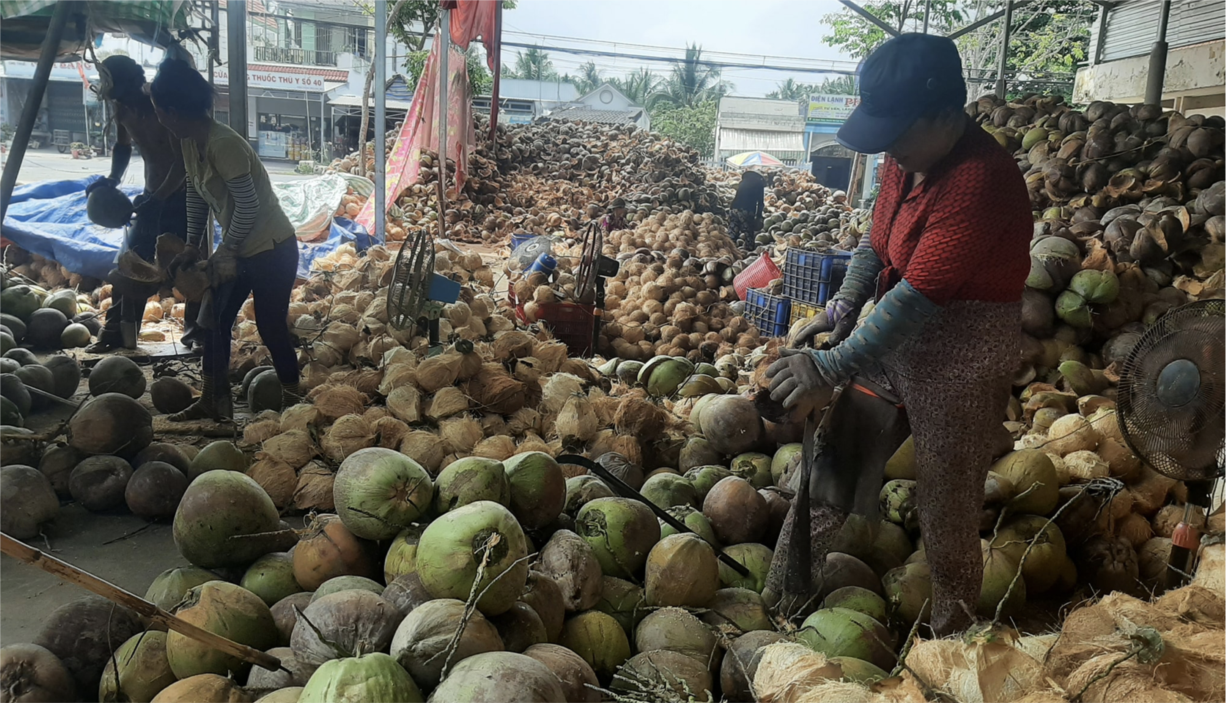 Bến Tre: Mô hình sản xuất dừa hữu cơ kết hợp nuôi thủy sản cho kinh tế gấp 2-3 lần (12/12/2023)
