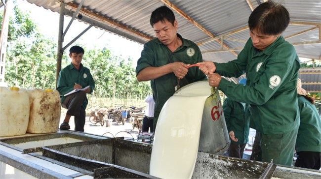 Xanh hóa hoạt động sản xuất, cơ hội mới cho ngành cao su (26/12/2023)